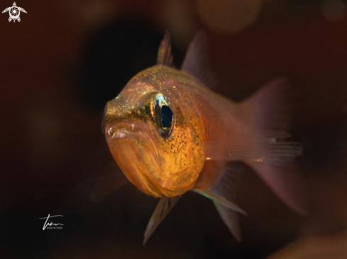 A Apogon affinis | Bigtooth Cardinalfish