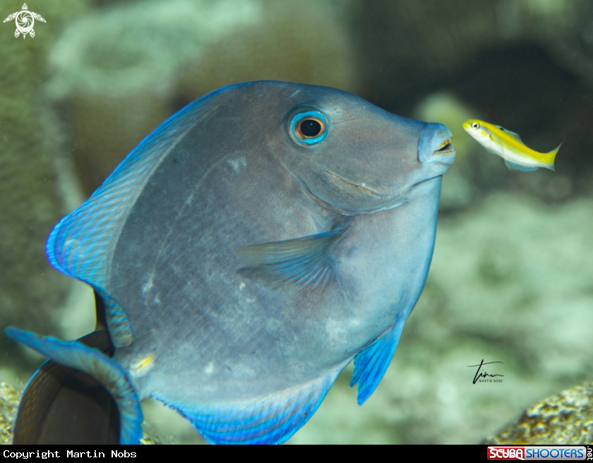 A Blue tang surgeonfish