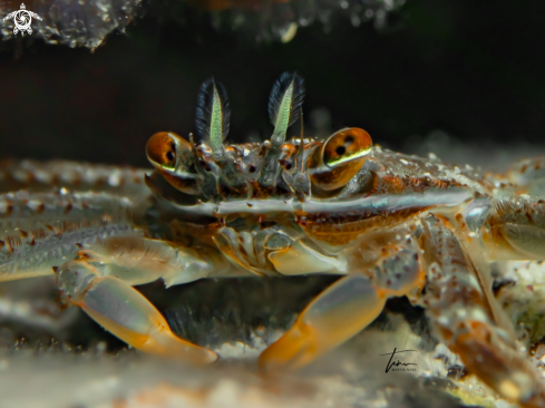 A Percnon gibbesi | Nimble spray crab