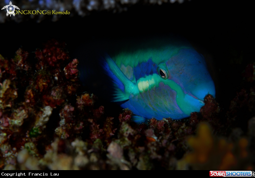 A Yellow Barred Parrotfish