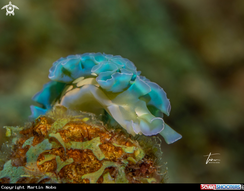 A Lettuce sea slug