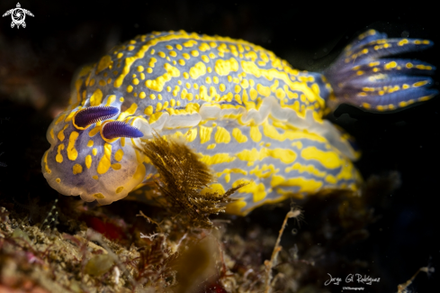 A Felimare picta | Elegant nudibranch
