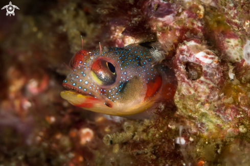 A Acanthemblemaria macrospilus | Coral Blenny