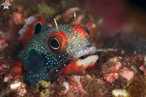 A Acanthemblemaria macrospilus | Barnacle Blenny