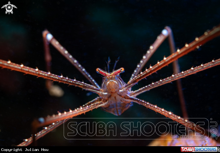 A Spider squat lobster