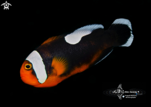 A Amphiprion polymnus (Linnaeus, 1758). | Saddleback Clownfish
