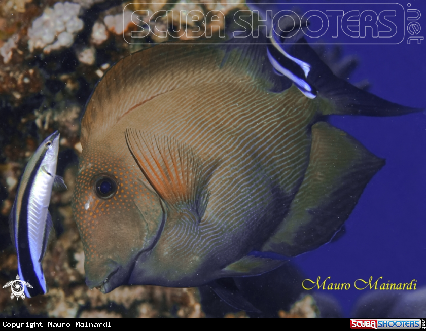 A Surgeonfish