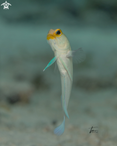 A Opistognathus aurifrons | Yellowhead Jawfish