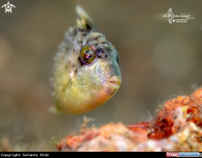 A Tiny Triggerfish Juvenil