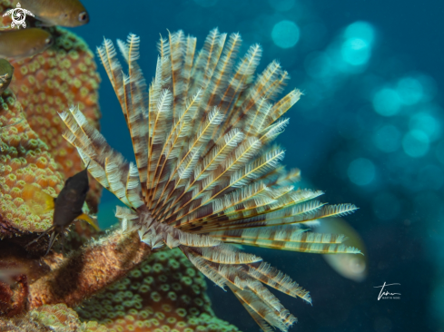 A Sabellastarte magnifica | Feather duster worm