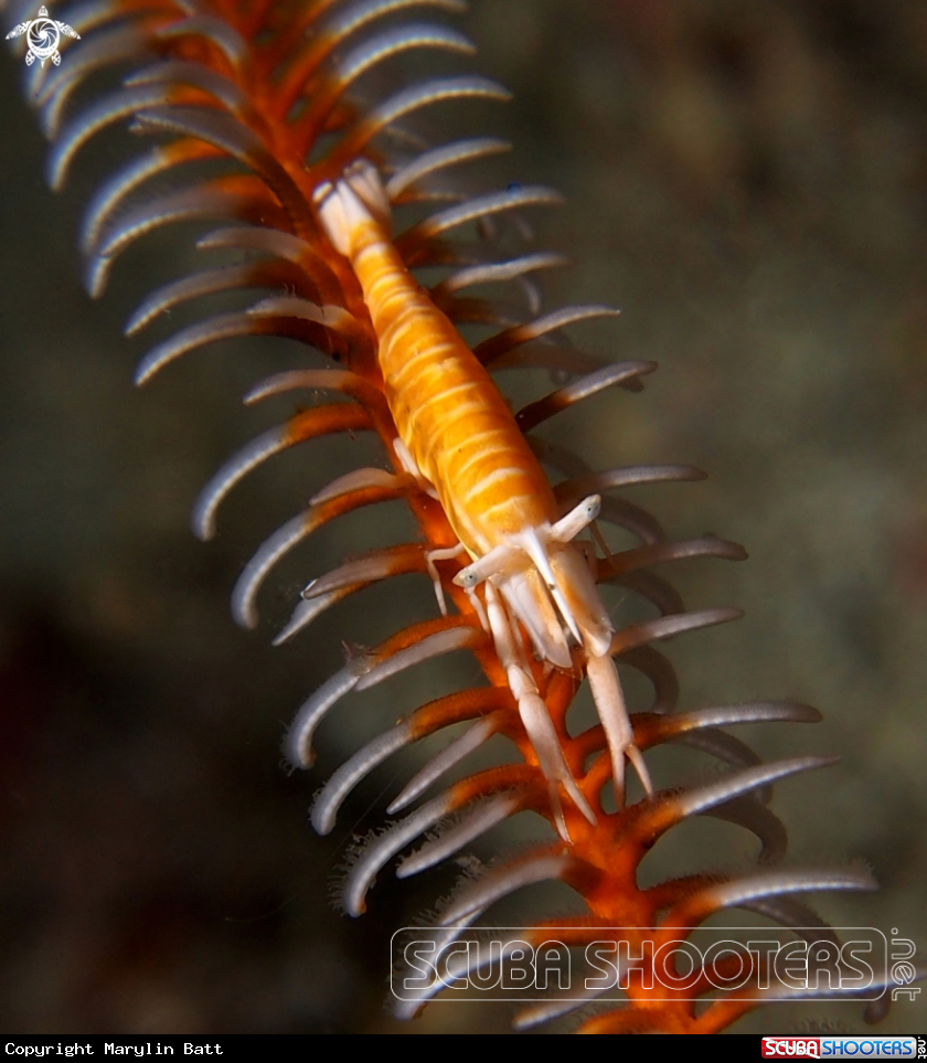 A Cronoid Shrimp
