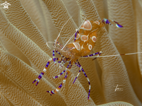 A Perclimenes yucatanicus | Yucatan cleaner shrimp