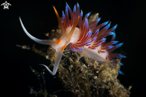 A Cratena peregrina nudibranch | Cratena peregrina nudibranch