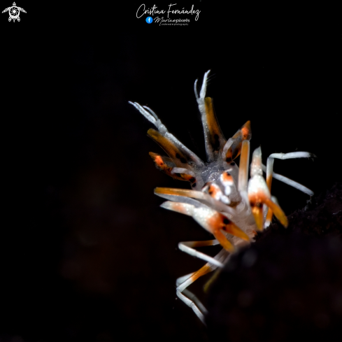 A Phyllognathia ceratophthalmus | Tiger shrimp