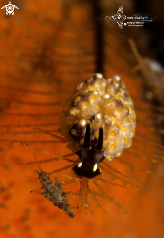 A Doto sp. & Caprella sp. | Doto Sea Slug & Skeleton Shrimp