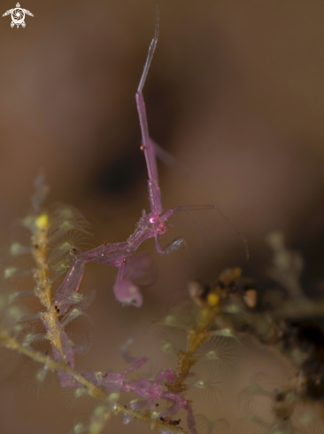 A Caprella sp. | Skeleton Shrimp
