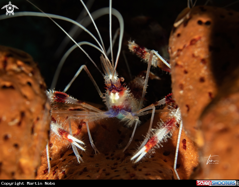 A Banded coral shrimp