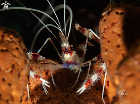 The Banded coral shrimp
