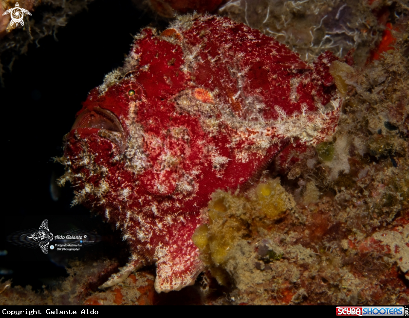 A Giant Frogfish