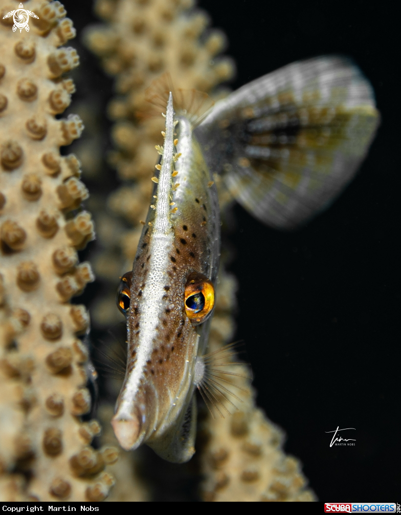 A Slender Filefish