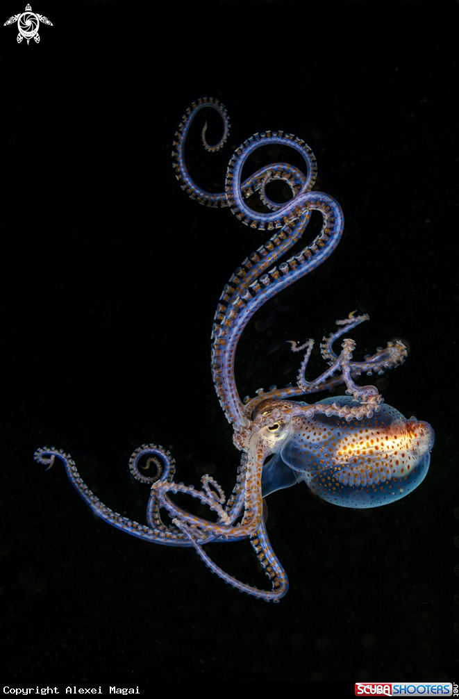 A Octopus conispadiceus