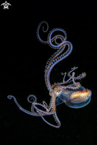 The Octopus conispadiceus