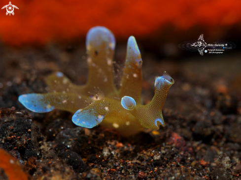 The Nudibranch