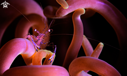 A Periclimenes sarasvati | Anemone Shrimp