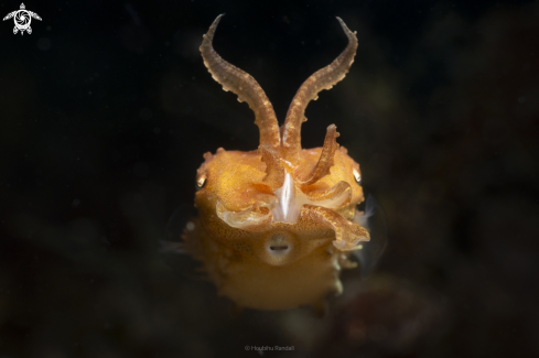 A cuttlefish