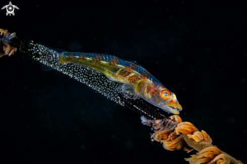 A wolf goby fish 