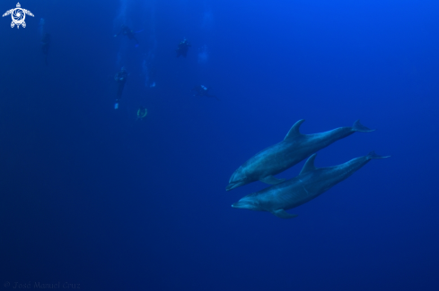 A Bottlenose dolphin