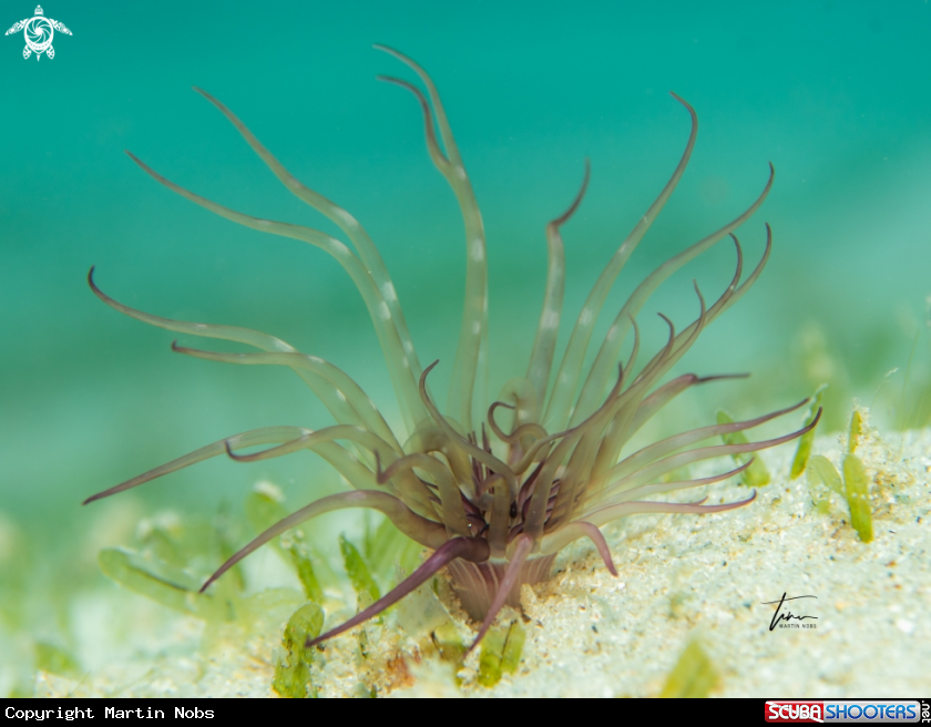 A Tube dwelling anemone