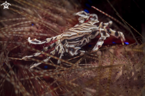 A Zebrida adamsii | Zebra Urchin Crab