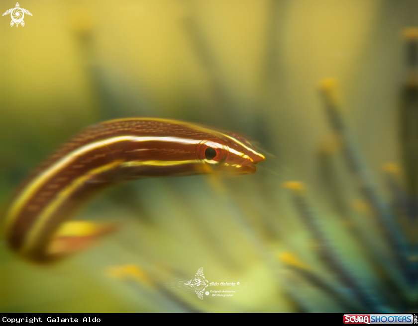 A Double Line Clingfish