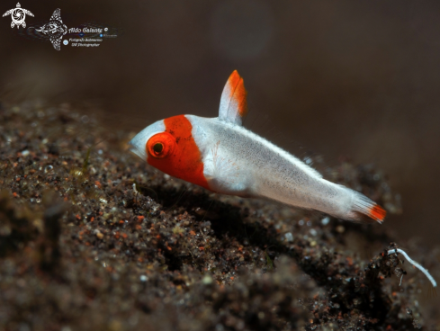 A Bicolor Parrotfish Juvenil. (1 inch/2.5 cm)
