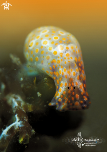 A Haminoea sp. | Sea Snail / Bubble Snail