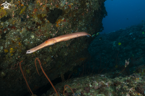 A pipe fish 
