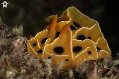 A Reticuidia suzanneae nudibranch