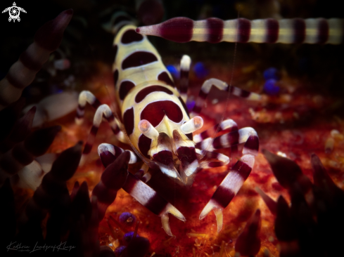 A Periclimenes colemani | Coleman Shrimp