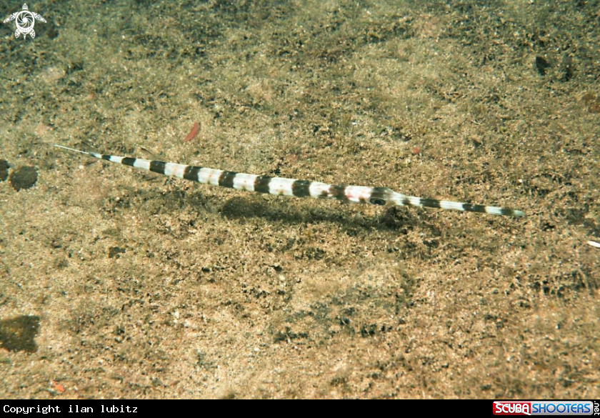 A pipe fish