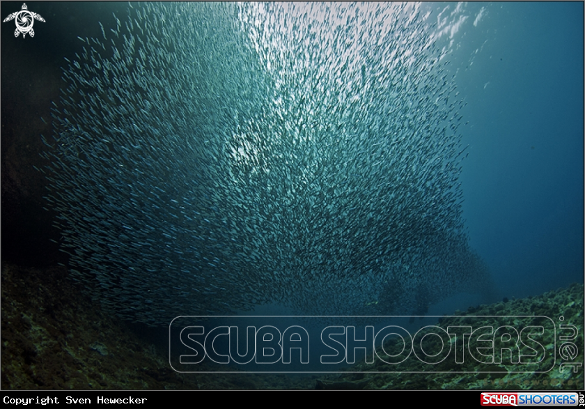 A Sardines and Divers