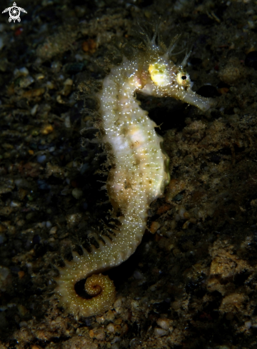 A hippocampus guttulatus | mediterranean seahorse