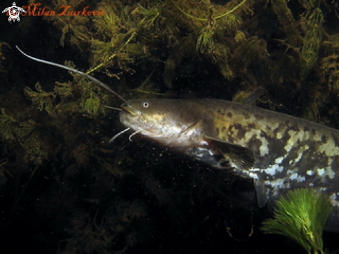 A  Silurus glanis | catfish