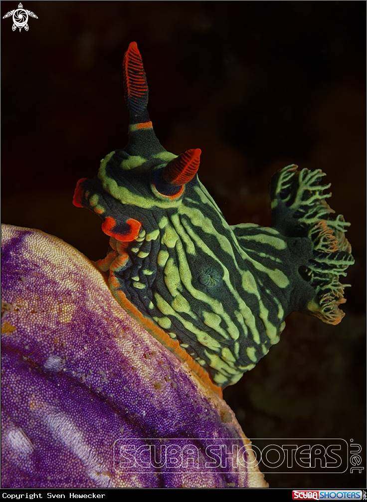 A Harlequin nudibranch on a golden sea squirt 