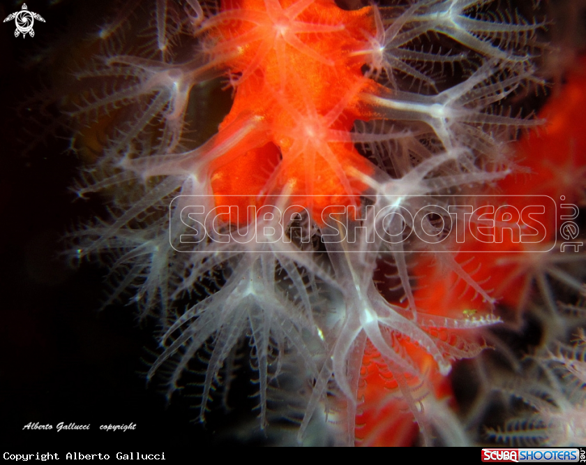 A Red coral