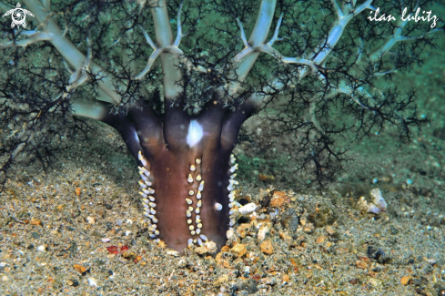 A magnum sea cucumber