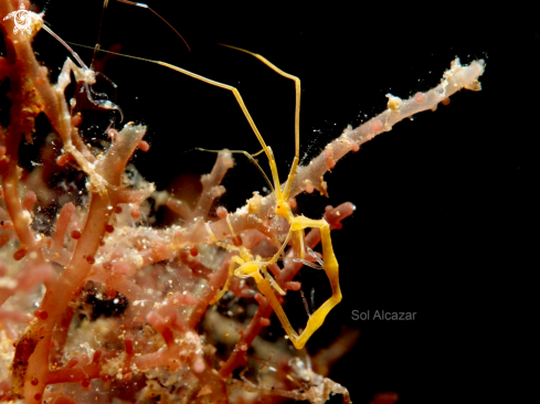 A Caprellidae | skeleton shrimp