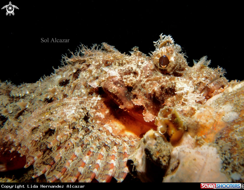 A scorpionfish