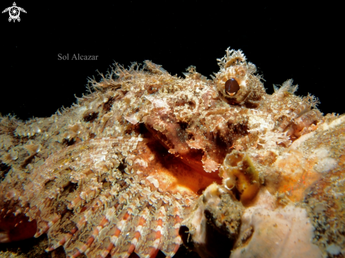 A Scorpaenidae | scorpionfish