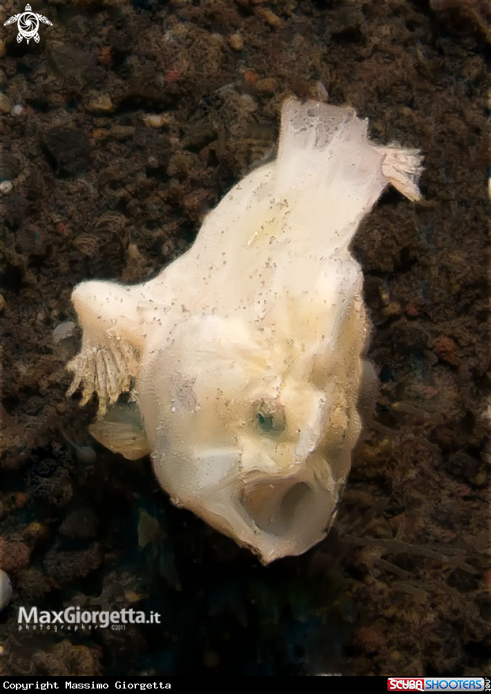 A juvenile frog fish